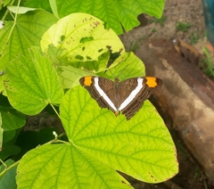 Adelpha fessonia