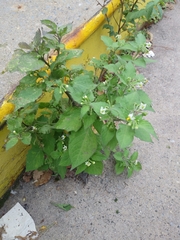 Solanum nigrum