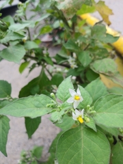 Solanum nigrum