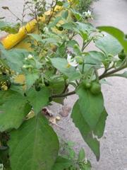 Solanum nigrum