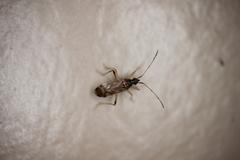 Ozophora salsaverdeae