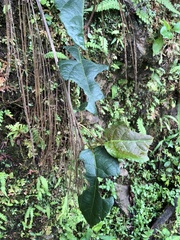 Actinidia venosa