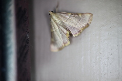 Hypsopygia binodulalis