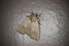 Ipimorpha pleonectusa