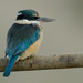 New Zealand Kingfisher - Photo (c) puketapu, some rights reserved (CC BY-NC), uploaded by puketapu