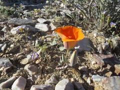 Calochortus kennedyi kennedyi
