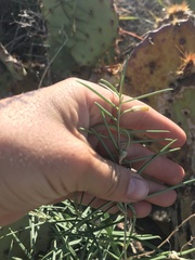 Talinum polygaloides
