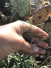 Talinum polygaloides