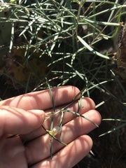 Talinum polygaloides