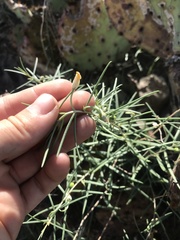 Talinum polygaloides