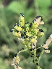 Phyllotreta cruciferae