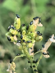 Phyllotreta cruciferae