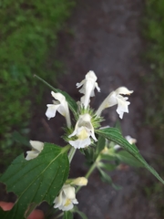 Galeopsis segetum