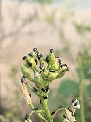 Phyllotreta cruciferae