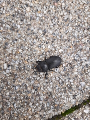 Dorcus parallelipipedus