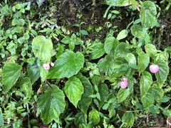 Begonia pinglinensis