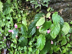 Begonia pinglinensis
