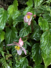 Begonia pinglinensis