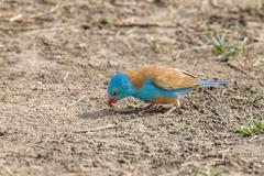 Uraeginthus cyanocephalus