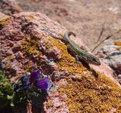 Podarcis carbonelli berlengensis