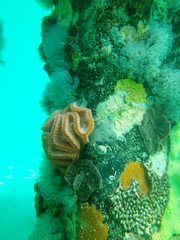 Sycozoa cerebriformis