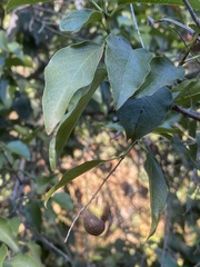 Prunus ilicifolia lyonii