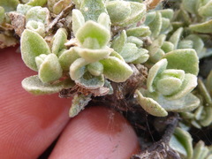 Atriplex leucophylla