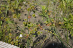 Juncus scirpoides