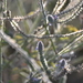 photo of Western Vervain (Verbena lasiostachys)