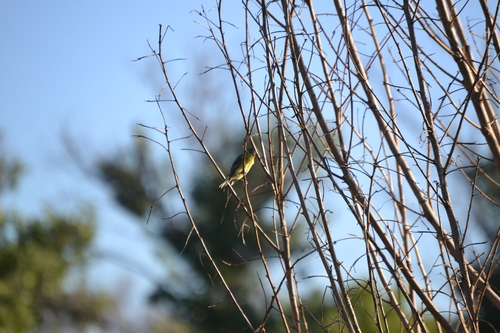 photo of Lesser Goldfinch (Spinus psaltria)
