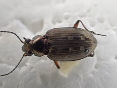 Bembidion carinula