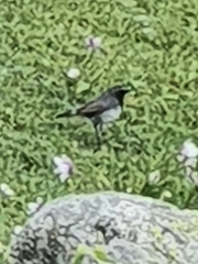 Motacilla maderaspatensis