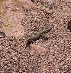 Podarcis carbonelli berlengensis