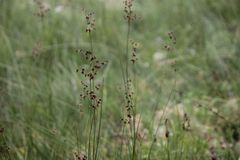 Juncus acutiflorus