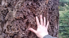 Sequoioideae