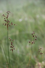 Juncus acutiflorus