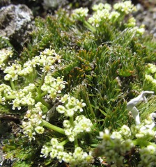 Anisotome flexuosa