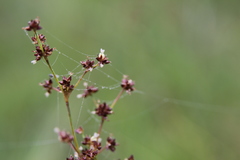 Juncus acutiflorus