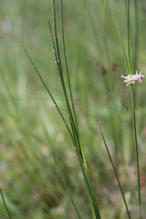 Juncus acutiflorus