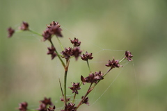 Juncus acutiflorus