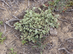 Atriplex leucophylla