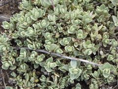 Atriplex leucophylla