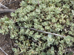 Atriplex leucophylla