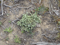 Atriplex leucophylla