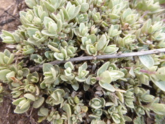 Atriplex leucophylla