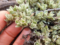 Atriplex leucophylla
