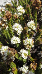 Veronica epacridea