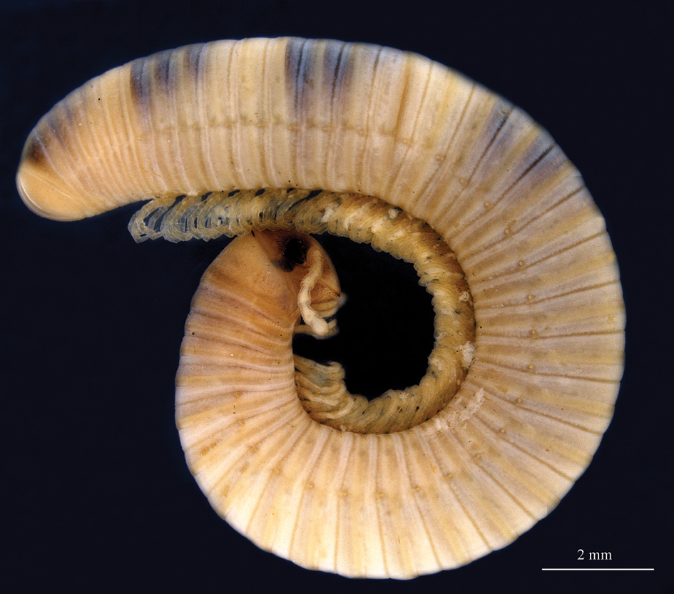 Sagmatostreptus