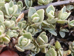 Atriplex leucophylla