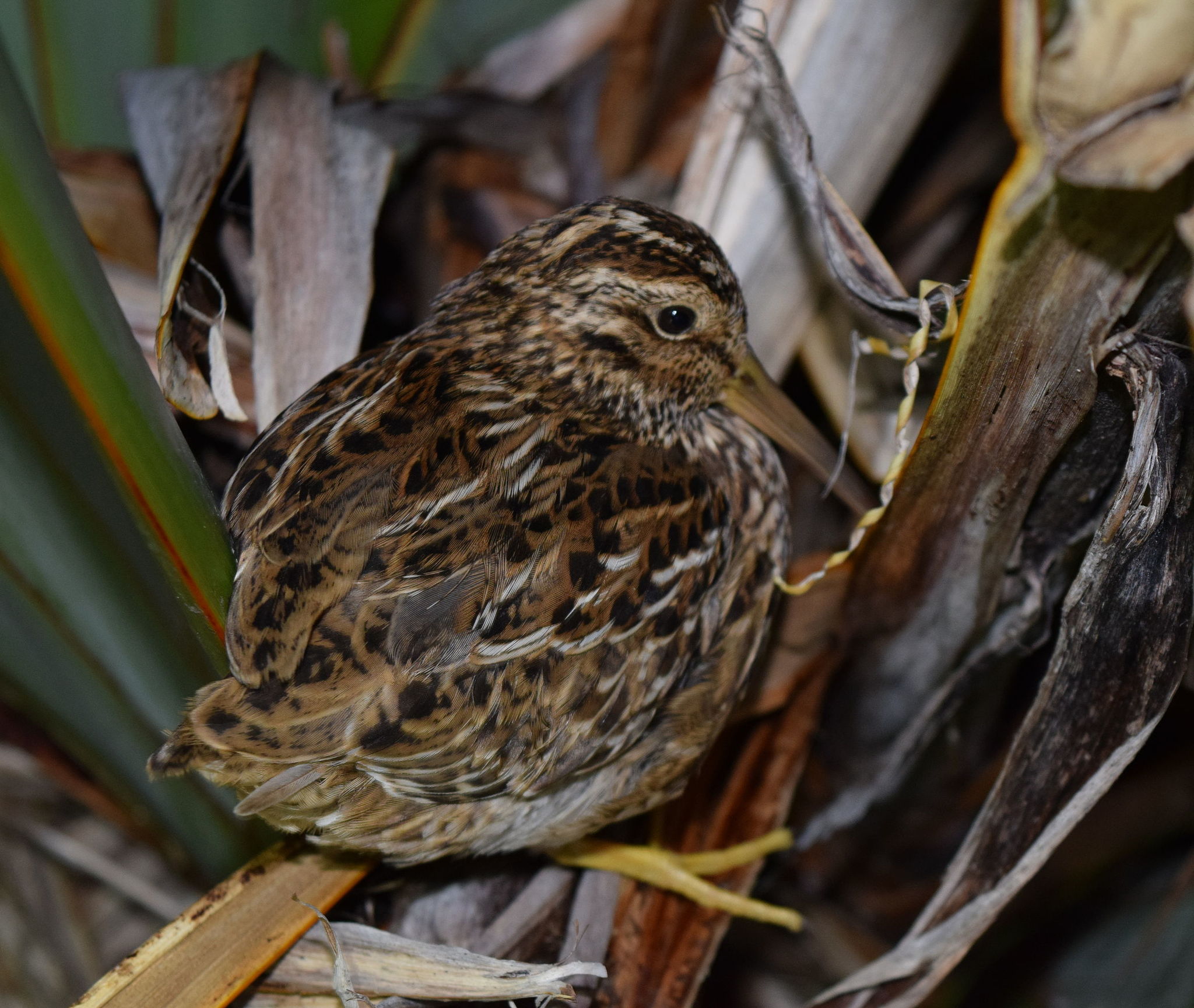 Chatham Islands Snipe illustration